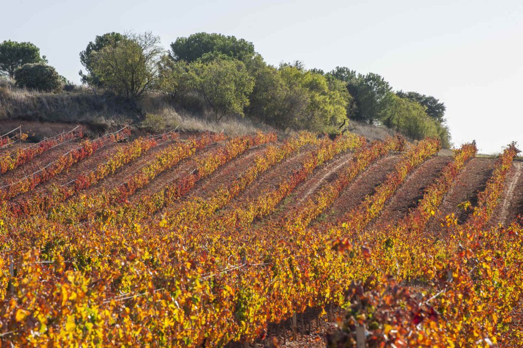 TEMPRANILJO – SORTA TIHO OBLIKOVANA ZEMLJOM I VREMENOM 1 Ribera del Duero