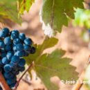 TEMPRANILJO – SORTA TIHO OBLIKOVANA ZEMLJOM I VREMENOM 9 TEMPRANILJO Vino sorta Španska vinska sorta