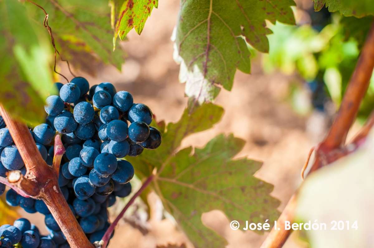 TEMPRANILJO Vino sorta Španska vinska sorta